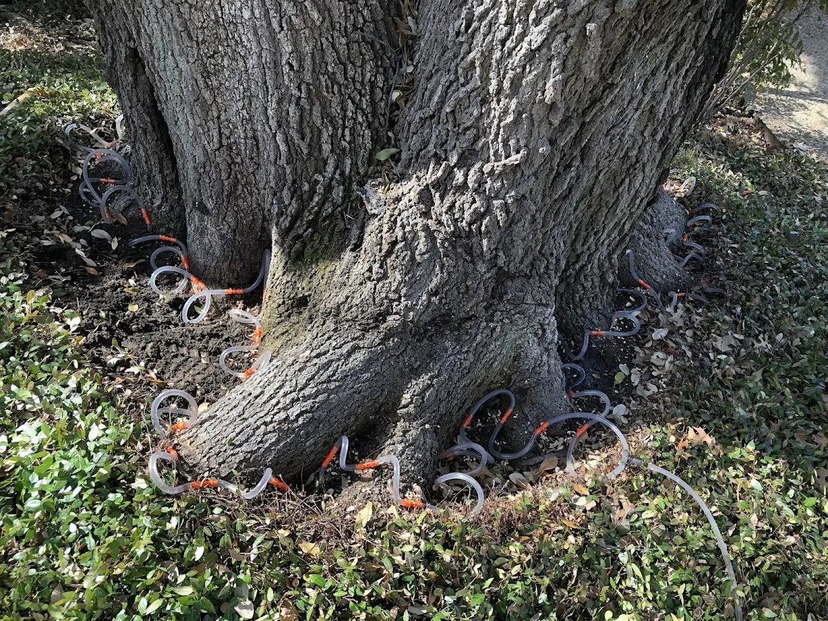 Detailed Tree Cabling and Bracing job site in Harrisville