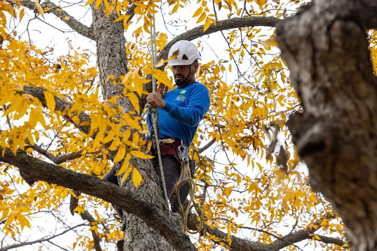 Skilled Tree Pruning crew working in Harrisville